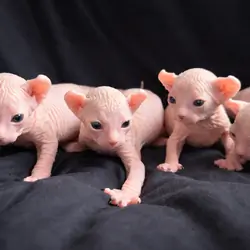 Sphynx kittens