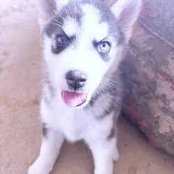 Husky/Malamute puppies
