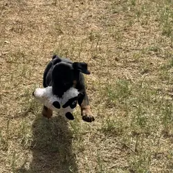 Re-homing Rottweiler Puppies