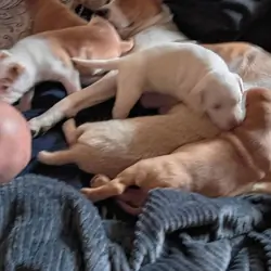 Red nose Puppies