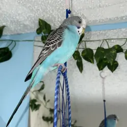 Parakeet with Cage and Toys