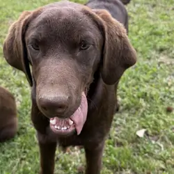 Chocolate lab puppies