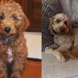 Lola Goldendoodles need a new home
