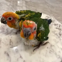 Baby sun conure