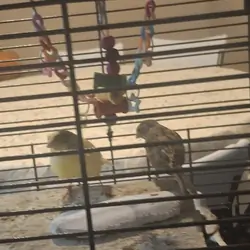 Canarie Birds