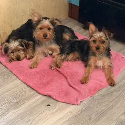 Yorkieshire Terrier