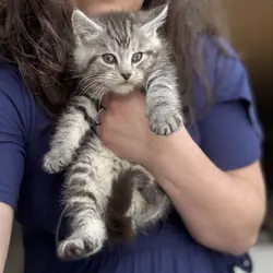 Half Maine Coon Kittens