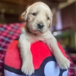 AKC Golden Retriever 4 week old