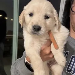 Akc Golden Retriever Puppies