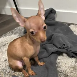Tea Cup Chihuahua/Miniature Doberman Mix
