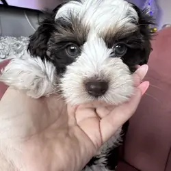 Adorable Yorkshire Terrier Puppy