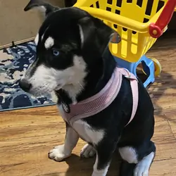 Labrador husky