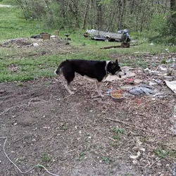 Male Husky