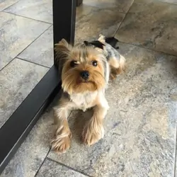 🐾✨ Adorable Teacup Yorkie Puppy