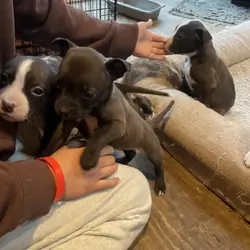 Puppies!!!!
