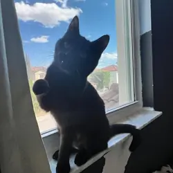 Free kitten in Miami
