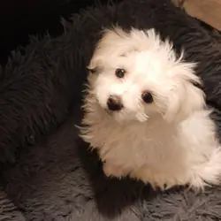 maltese puppies for rehoming.