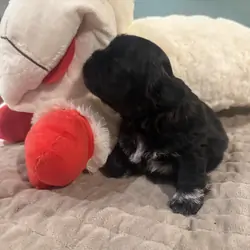 Shih Tzu male puppy