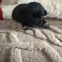 Shih Tzu boy puppy