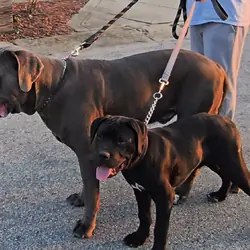 Last Pup needs home