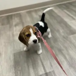 Beagle Puppies