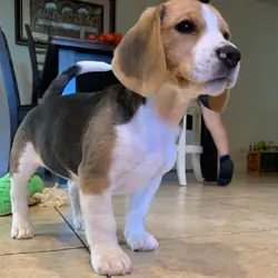 Beagle Puppy