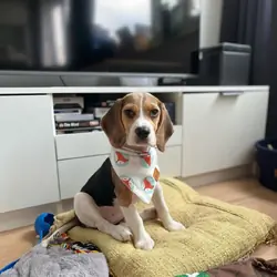 Beagles