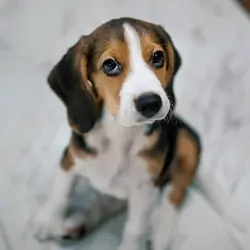 Cute Beagle Puppy