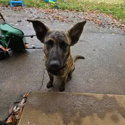3y German Shepherd Male