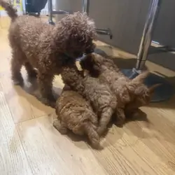 red Toy poodle