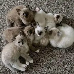 Sweet Ragdoll kittens