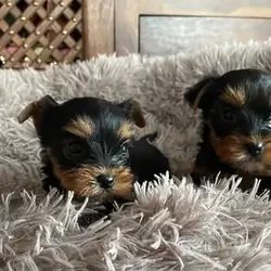 YORKSHIRE TERRIER