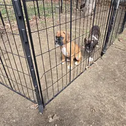 10 week old Boxer Puppies
