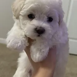 Maltipoo