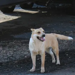 Australian Cattle Dog