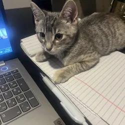 Two cats
