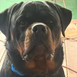 Rottweilers