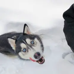 Husky