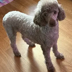 Toy Poodle