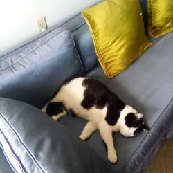 My tuxedo cat named Ralph