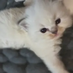 Ragdoll Kittens