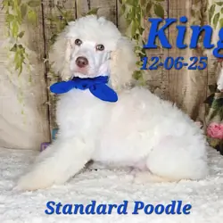 King a male Standard Poodle