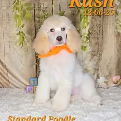 Kash a male Standard Poodle