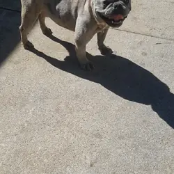 French bulldog