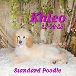 Khleo a female Standard Poodle