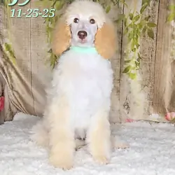 Jyla a female Standard Poodle