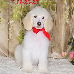Jack a male Standard Poodle