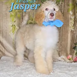 Jasper a male Standard Poodle