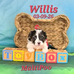 Willis a male MaltiPoo
