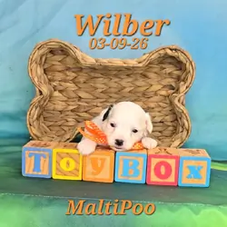Wilber a male MaltiPoo